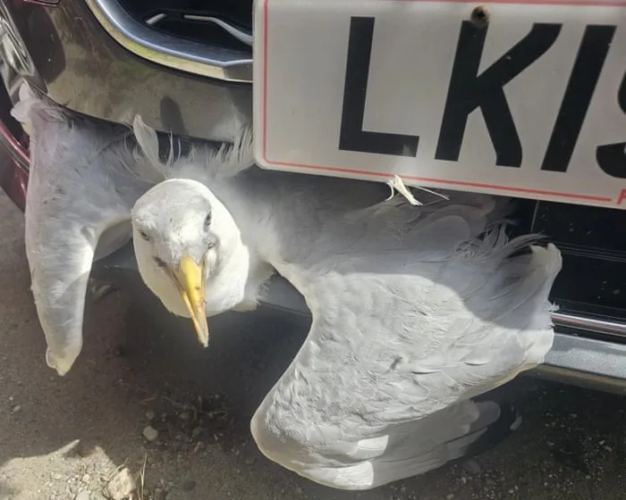 Week in wildlife: Bat in a toilet, a speeding gull and a bird with shoes