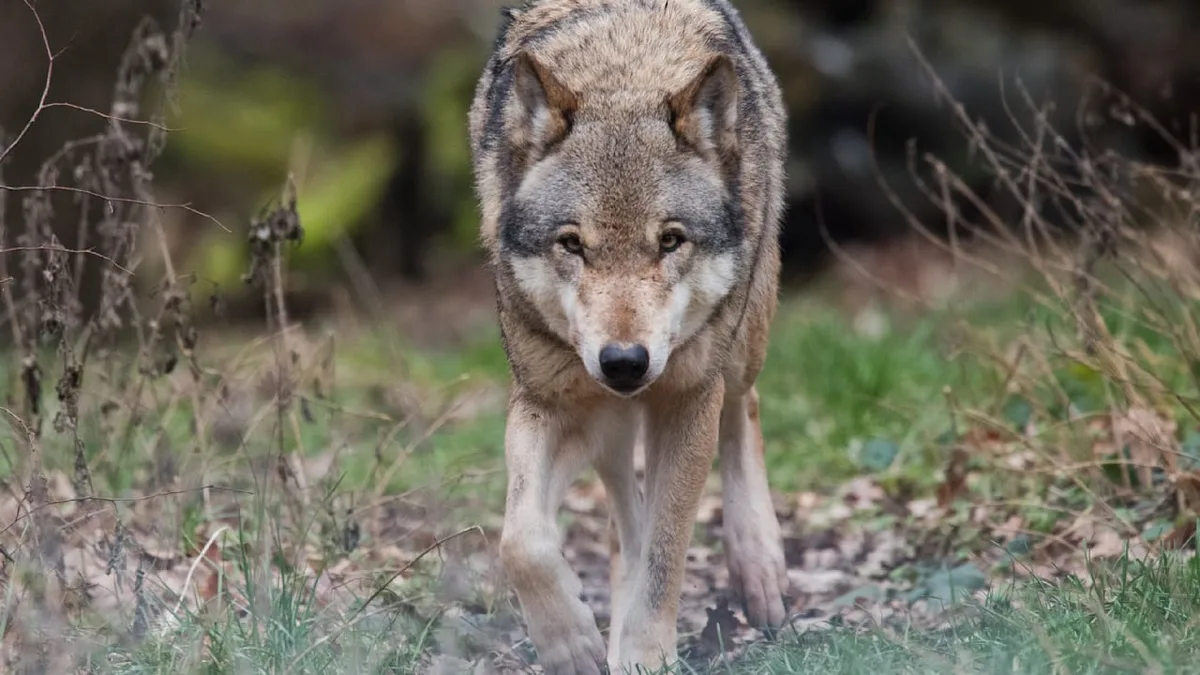 Wie gefährlich ist es? - So verhalten Sie sich richtig bei Wolfsbegegnung