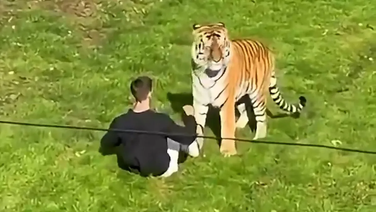 Un zoológico británico decidió no sacrificar al tigre que mató a un visitante