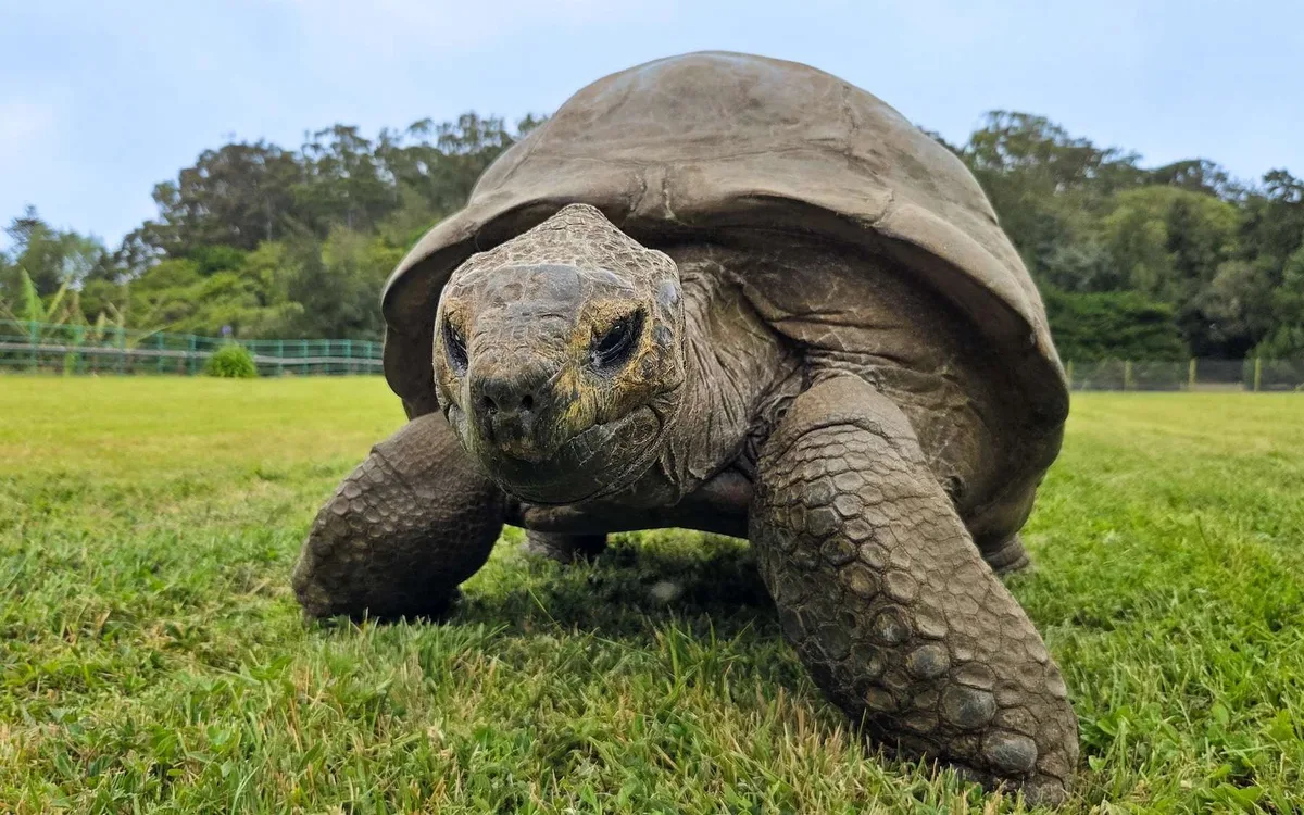 C’est le plus vieil animal terrestre vivant : Jonathan aura bientôt 200 ans et ce que les chercheurs ont découvert dans ses cellules est étonnant