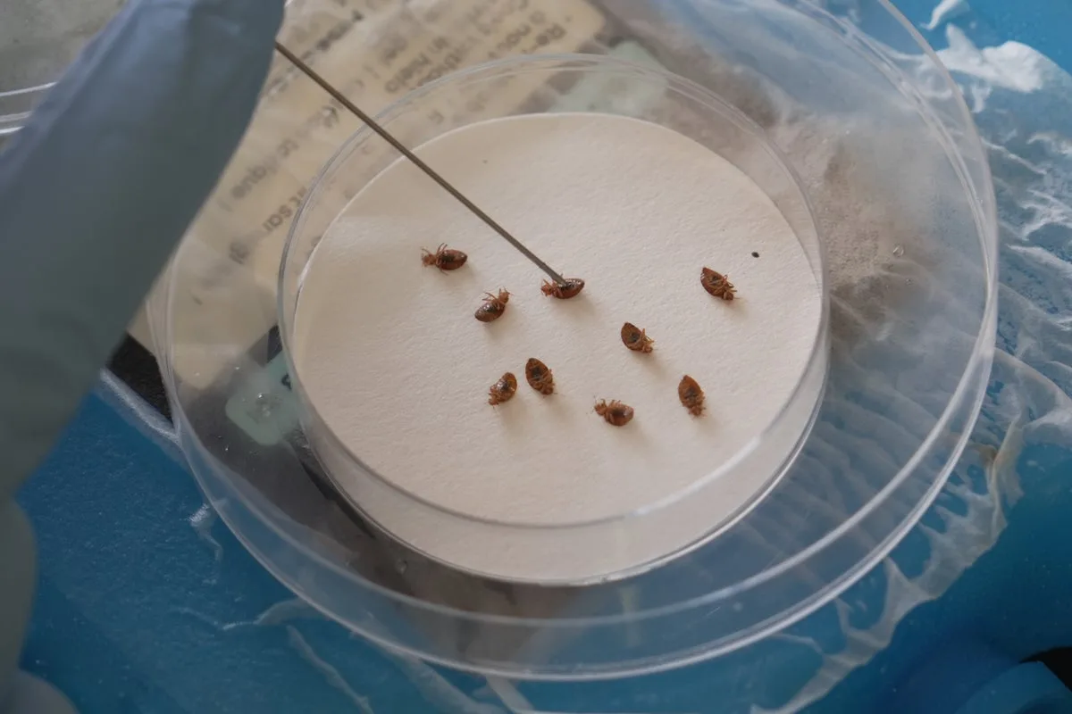 Bedbug infestations are on the rise and they could be more dangerous to humans than previously thought