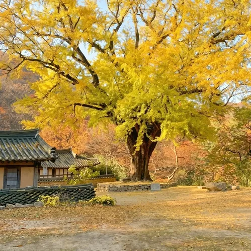"은행나무 보며 가을 정취를"…경주 운곡서원 등 경북 명소 9곳