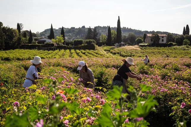 Tous les parfums mènent à Grasse