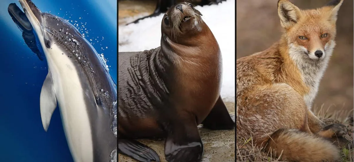 How bird flu could spread among Australia's mammals, and what it means for your pets