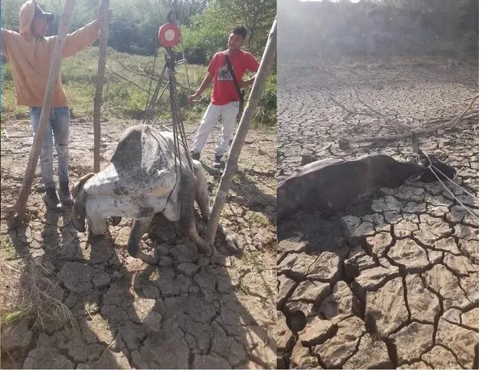 La sequía ha dejado 17.338 animales muertos y 1,76 millones de hectáreas afectadas en el Caribe colombiano