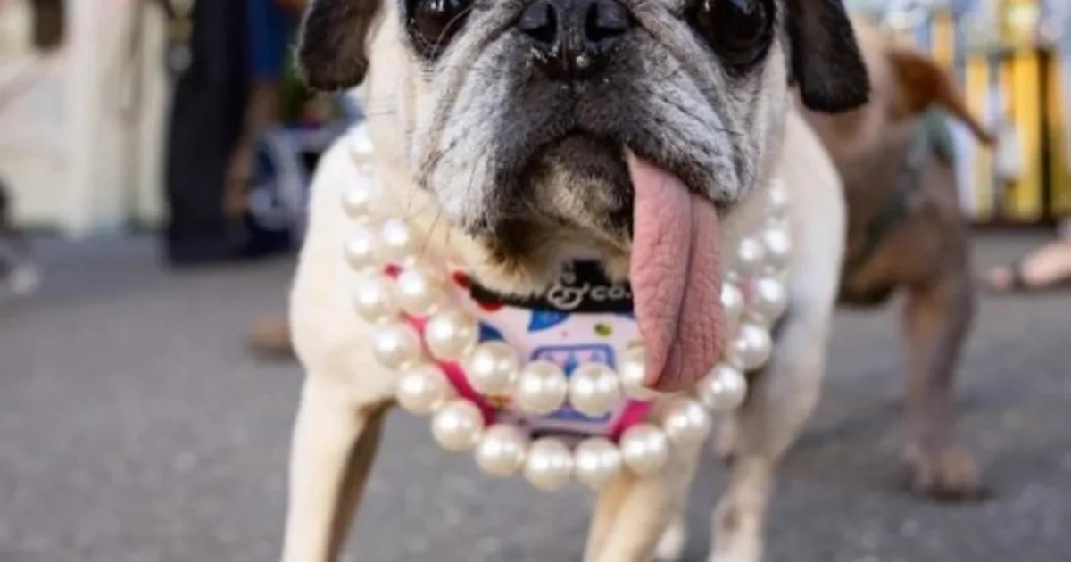 Eligieron al perro más feo del mundo: Jinny Lu, una pug de seis años
