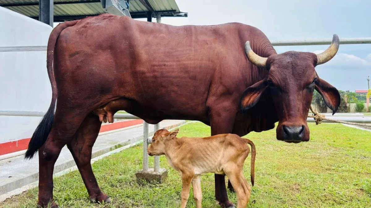 Assam achieves historic milestone with IVF-born indigenous Lakhimi calf: CM Sarma