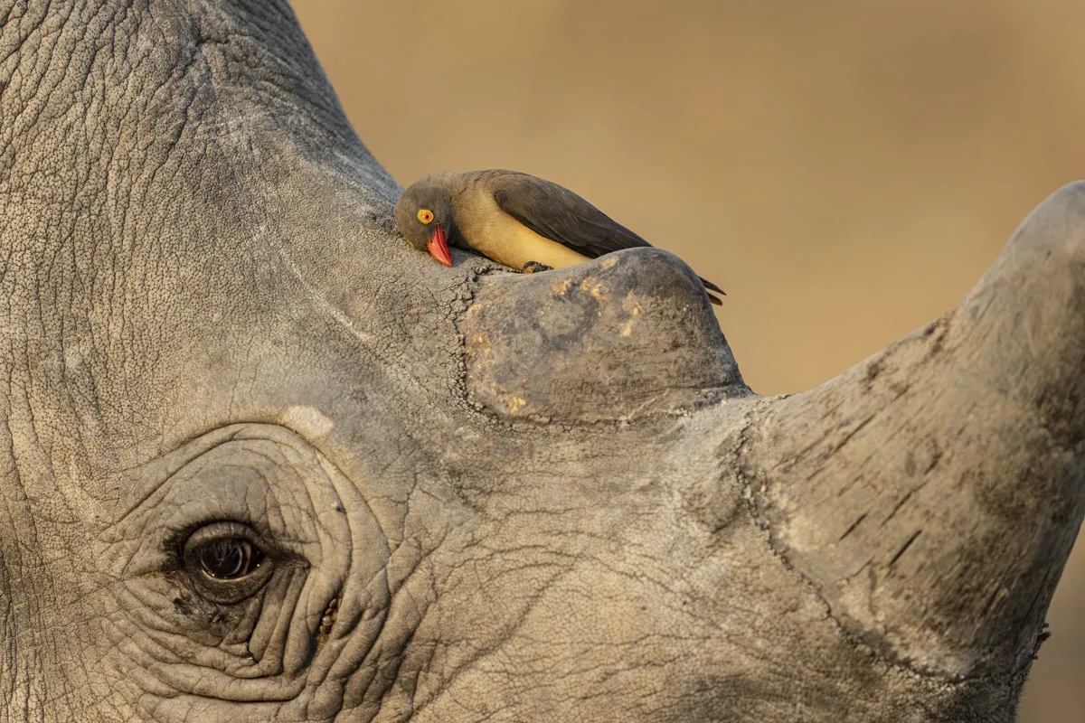 Wildlife Photographer of Year contest unveils preview of winning shots