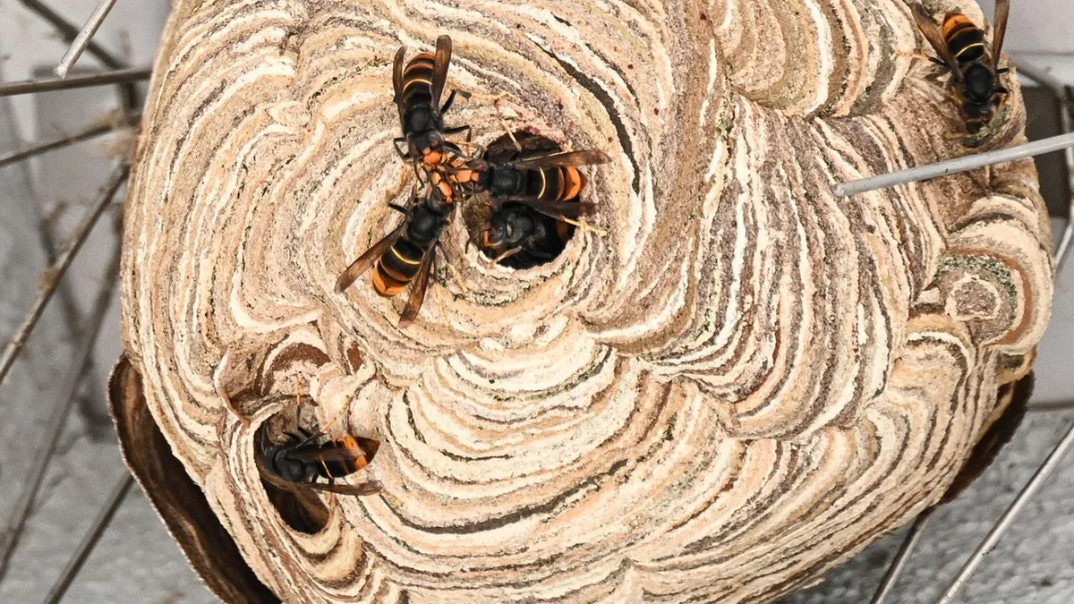 Ab Spätsommer: Menschen sollen Nester der Asiatischen Hornisse melden