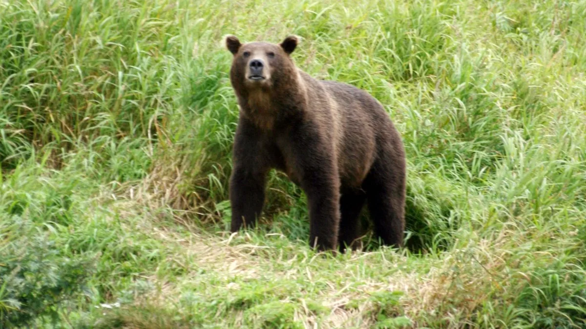 Krasnojarsk: Tödliche Bärenangriffe in Russland - Ermittler schreiten ein