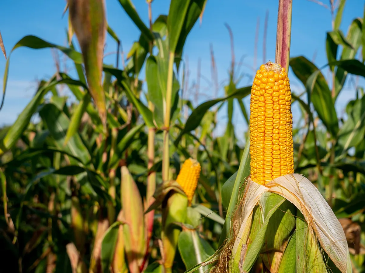 El Nino 2026: seca ameaça lavouras de soja e milho
