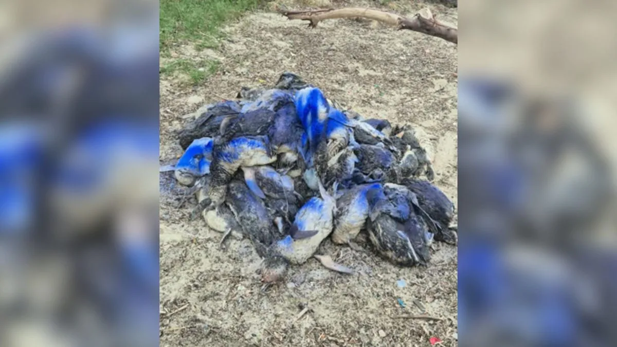 Praias de SC revelam drama da migração após mais de 160 de pinguins serem encontrados mortos: ‘Chegam em estado crítico’