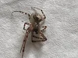 Britain's most dangerous spider strikes again: Woman in Kent is left with a 'crater' in her leg after a bite from a false widow that was 'hiding on a clothes peg'