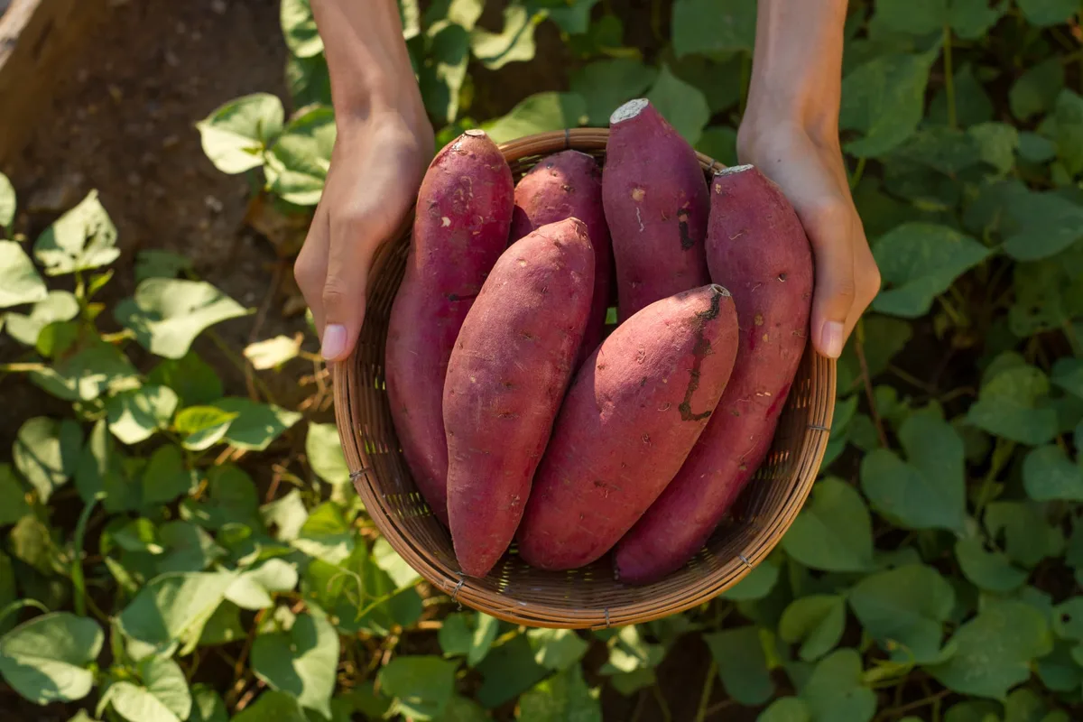 El tubérculo dulzón rico en vitamina A que inhibe la formación de colesterol