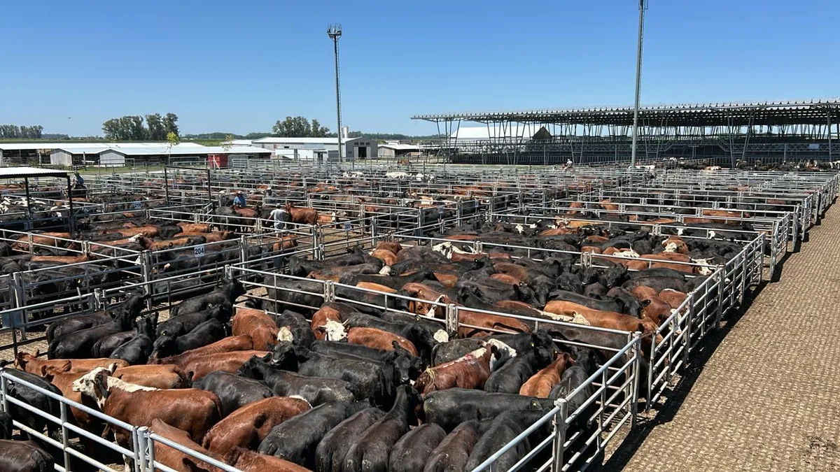 Vacunos: comienzo de semana con altibajos en el Mercado Agroganadero de Cañuelas