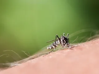 « On ne sort plus sur la terrasse » : le moustique tigre gâche la vie des habitants, comment cette ville le chasse
