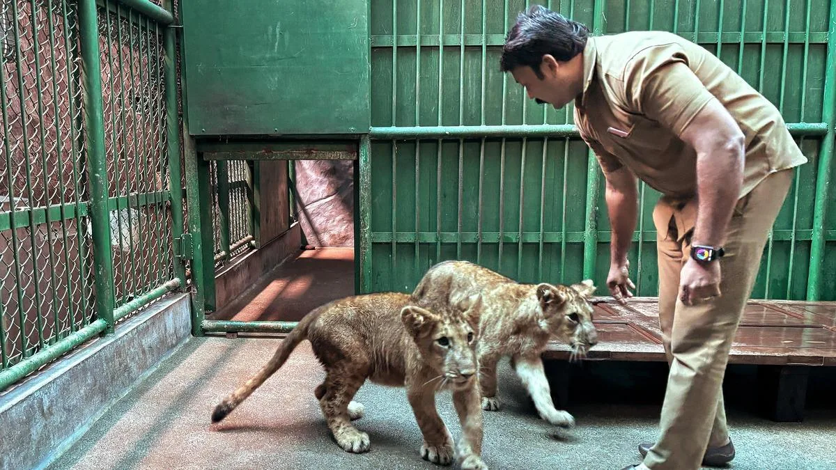 Lion cubs at zoo to make their public debut during Onam