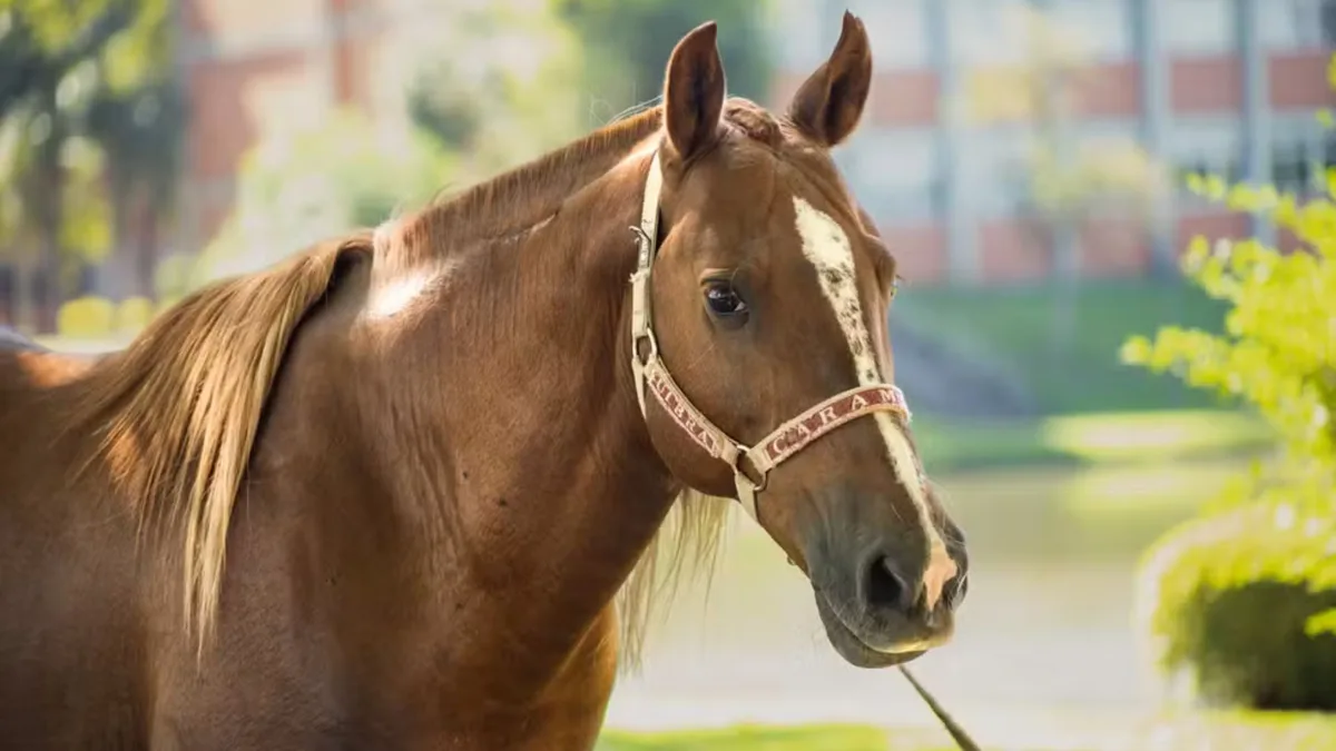 Cavalo Caramelo pode virar pai: instituição procura égua para animal símbolo da enchente no RS