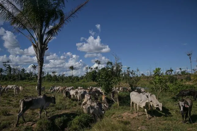 Une Amazonie affaiblie craint les ravages d’El Niño Godzilla