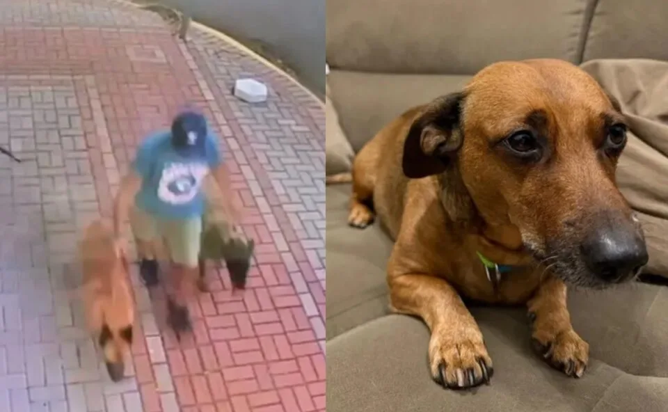Vídeo! Cão é atacado por dois cachorros de grande porte, passa por cirurgia e morre; tutora denuncia fuga do responsável