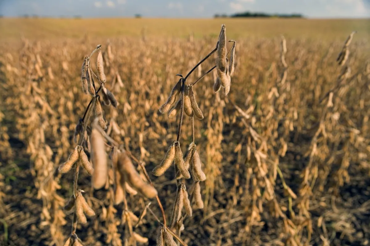 El Niño pode ser o mais forte desde 1950 — e ameaça até metade da soja no Brasil