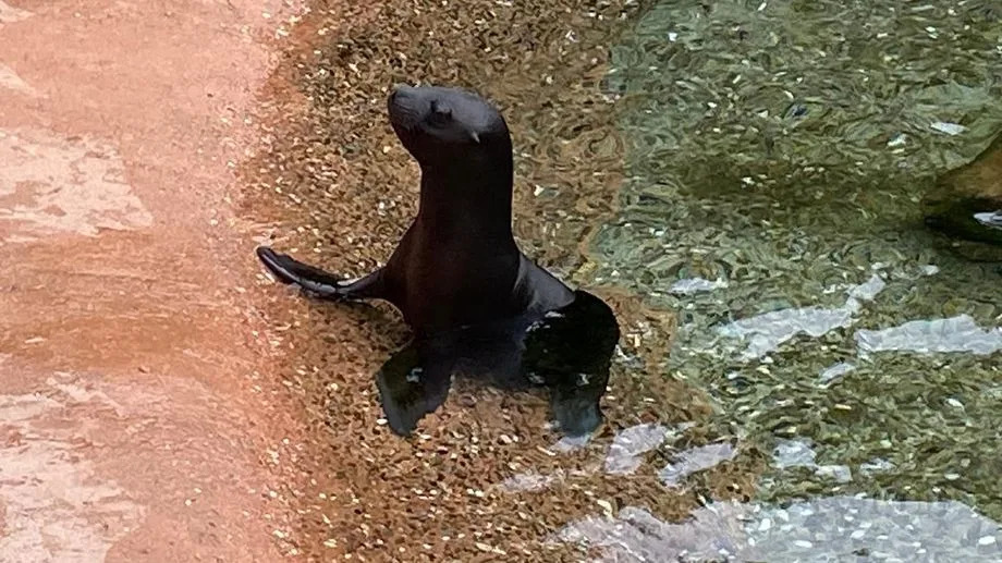 "C'est vraiment incroyable !" : la naissance d'un bébé otarie à crinière au parc zoologique de Mulhouse