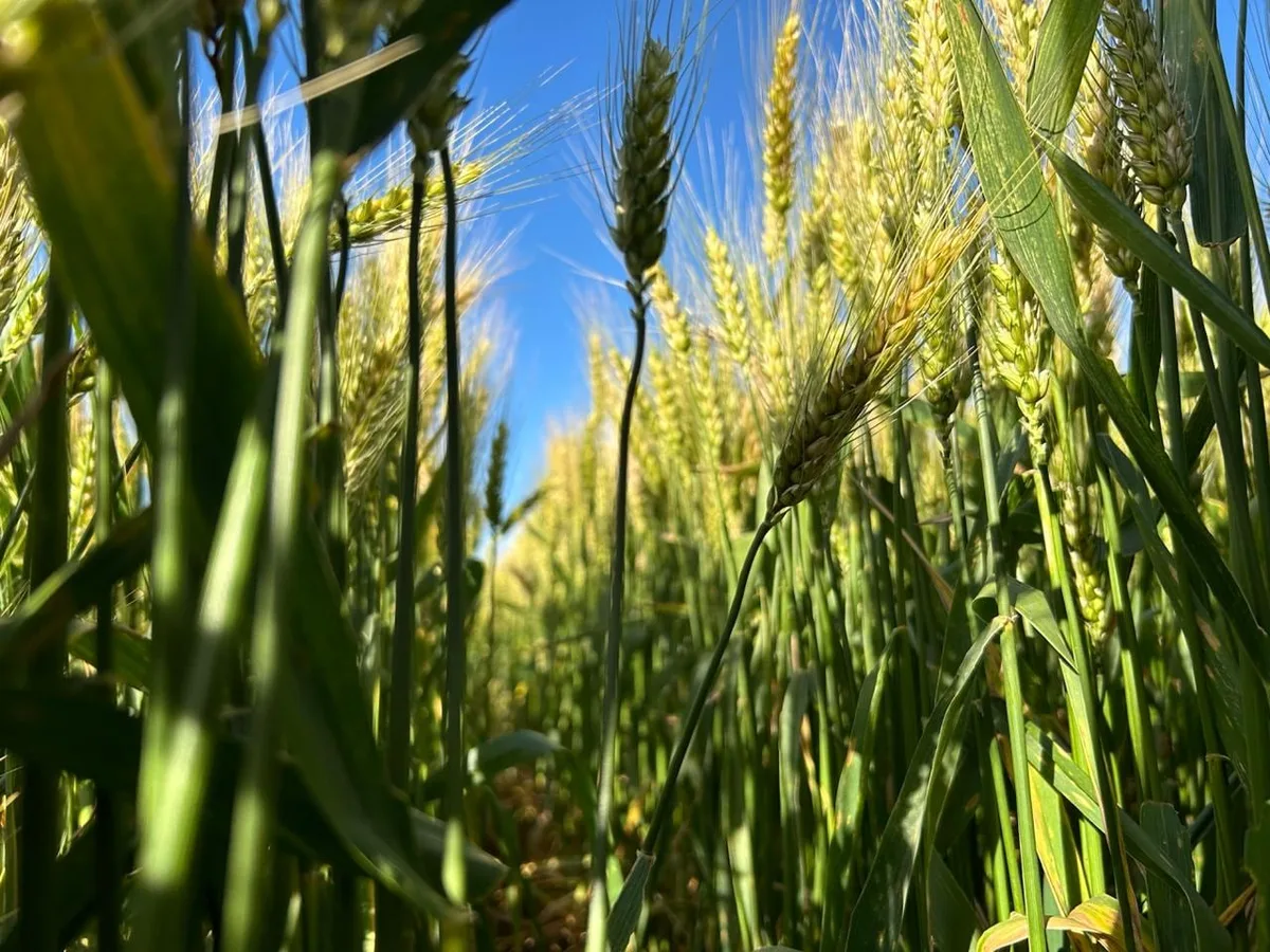 “Foliares inteligentes”: lograron respuestas de hasta 465 kilos por hectárea en trigo con una estrategia que integra nutrición y bioestimulación