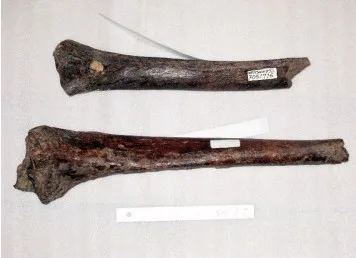 Ancestral humano descoberto pela 1ª vez em 2008 era mais alto do que se imaginava