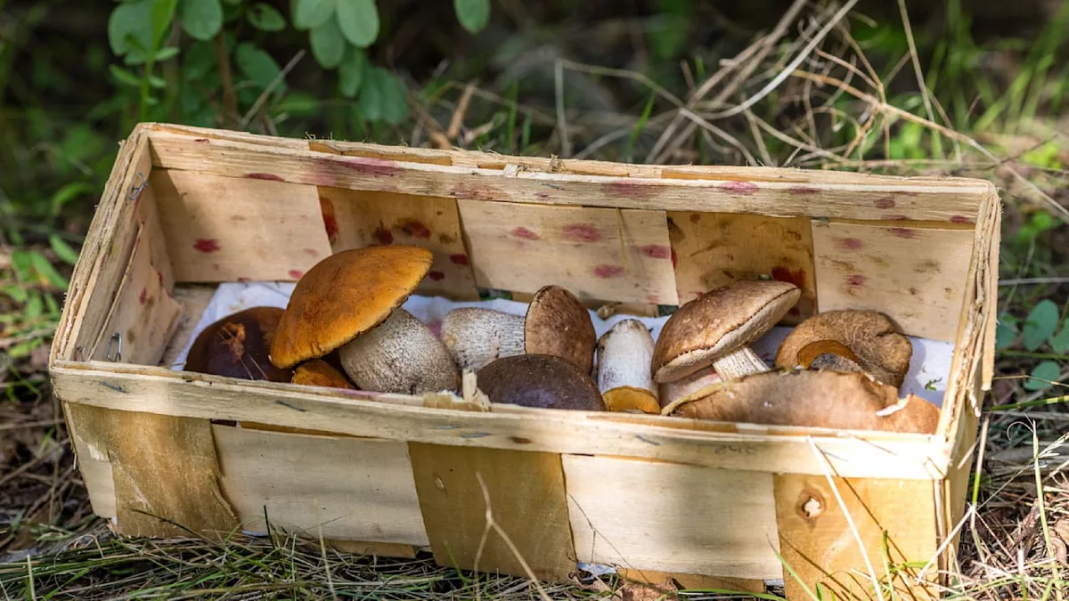 Der große Überblick - Alle Fragen und Antworten rund um die Pilzsaison