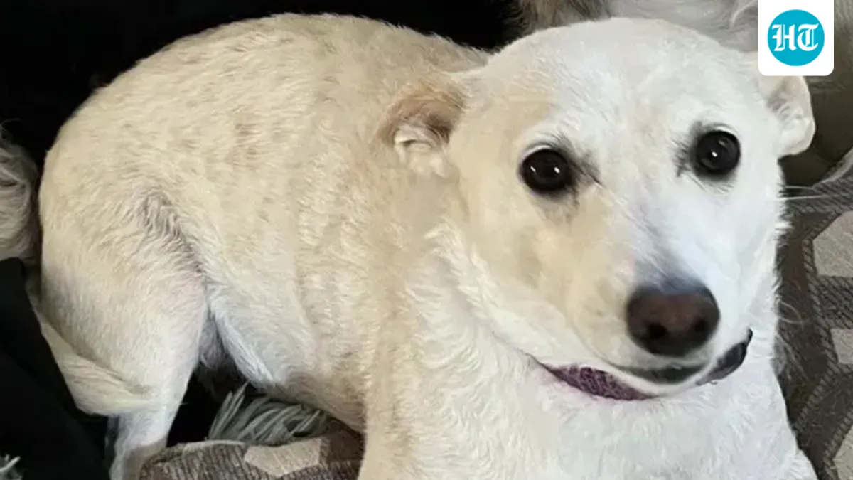 ‘Happy ending’: Missing dog Luna found in Yellowstone wilderness after month of massive search efforts