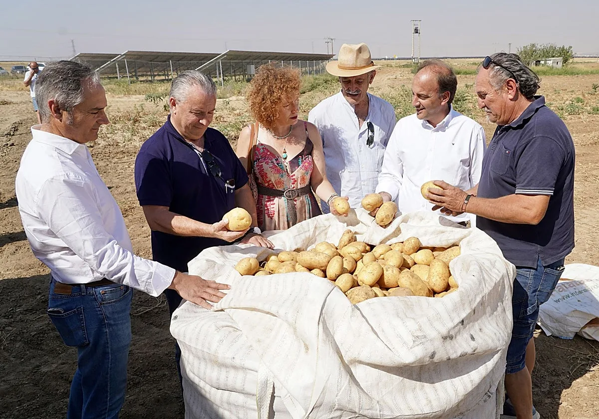 Agricultura carga contra los supermercados que «tienen la desfachatez» de vender patata extranjera en plena campaña nacional