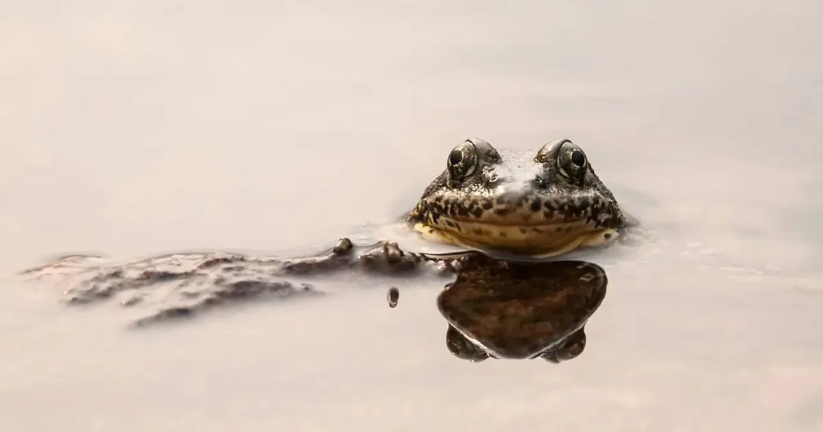 El plan del Acuario del Pacífico para salvar de la extinción a la rana de patas amarillas de montaña