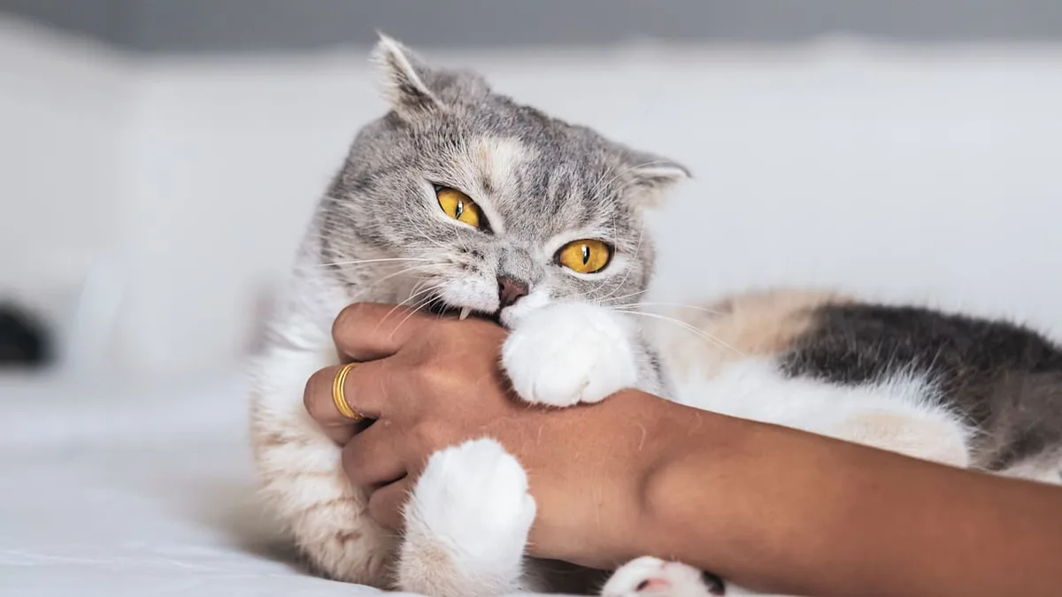 Expertin klärt auf - Darum beißen Katze manchmal beim Streicheln