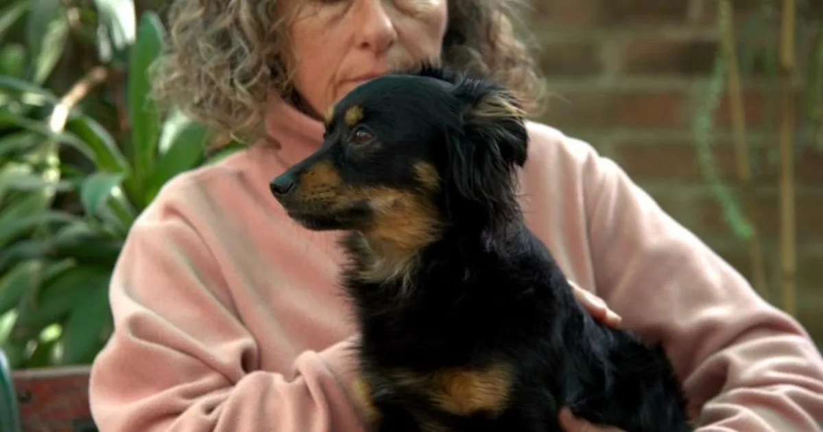 Terapia para que se sientan mejor: hace reiki para mascotas