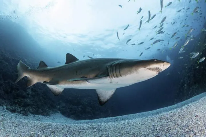 Thrill-seeking influencers chasing shark selfies are getting bitten