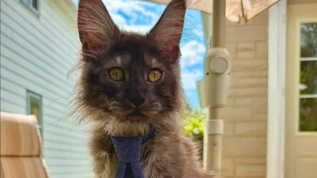 EUA. Gato quebra recorde do Guinness após nascer com... 29 dedos
