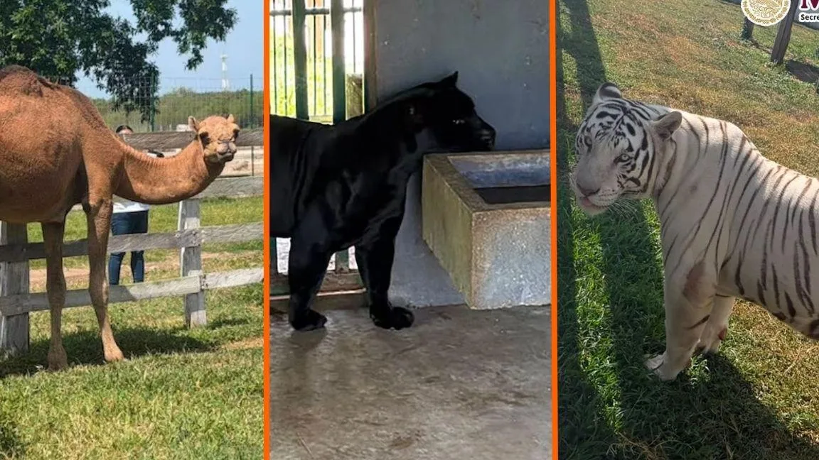 Cateos por huachicol en Tamaulipas dejan 135 animales exóticos asegurados, incluidos tigres y jaguares