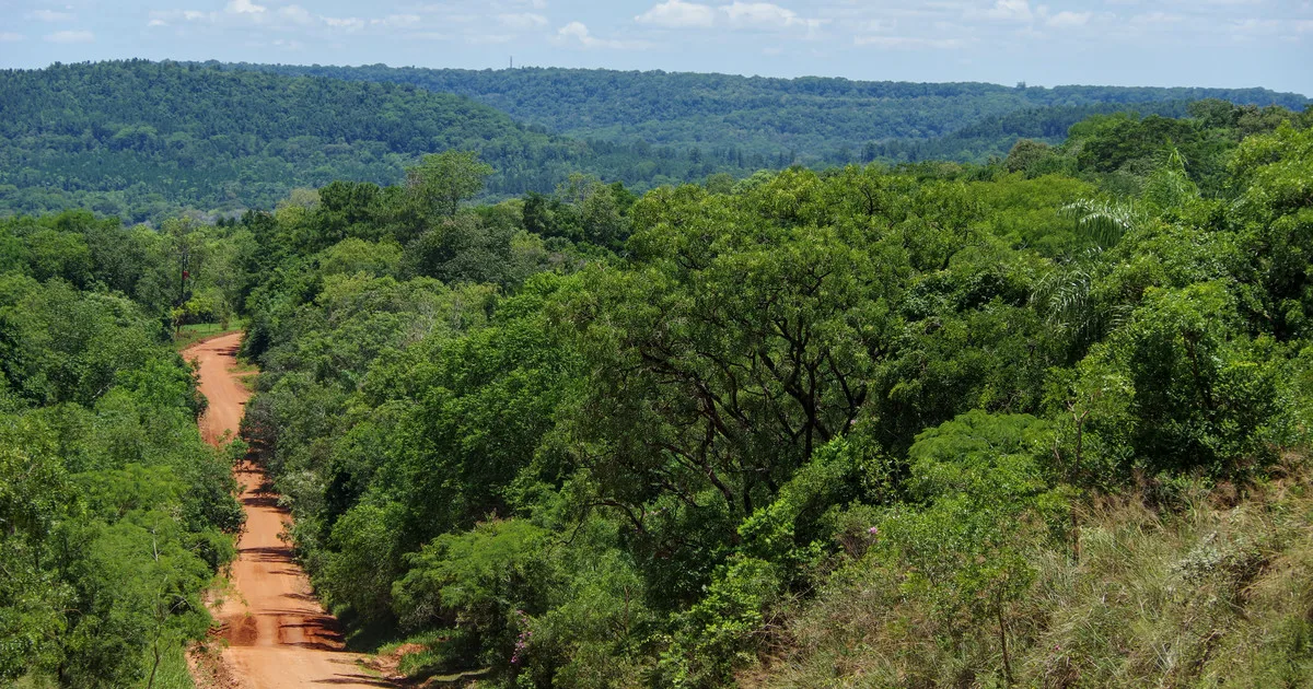En 2017 donaron 78 hectáreas de selva en Misiones: hoy son una reserva natural que protege miles de especies