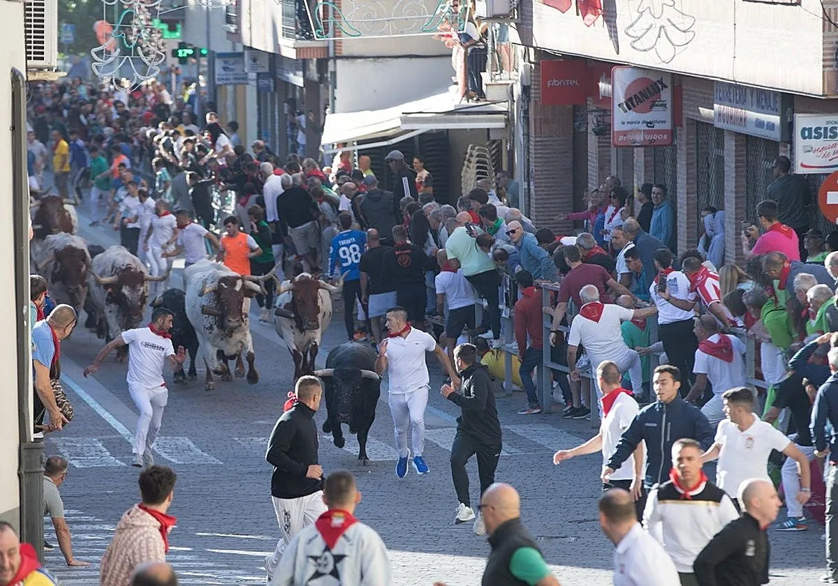 Un herido por asta de toro y varios contusionados en el primer encierro de las fiestas de Cuéllar
