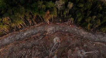 Governo brasileiro admite que seca pode superar recorde na Amazónia