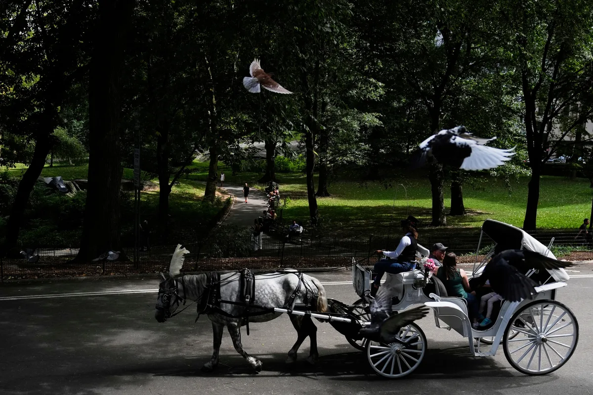 Nova York quer proibir passeios de carruagem no Central Park após morte de adolescente
