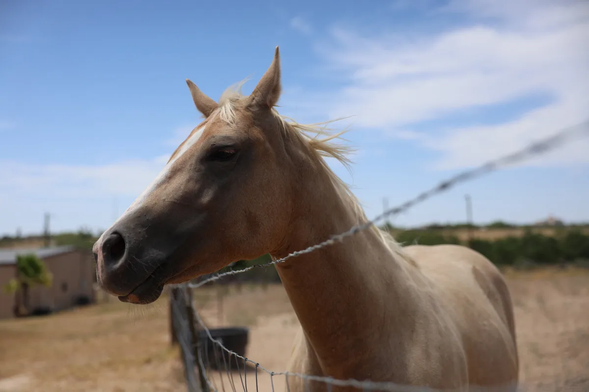 Confirman en el sur de Texas el primer caso equino de mosca barrenadora del actual brote