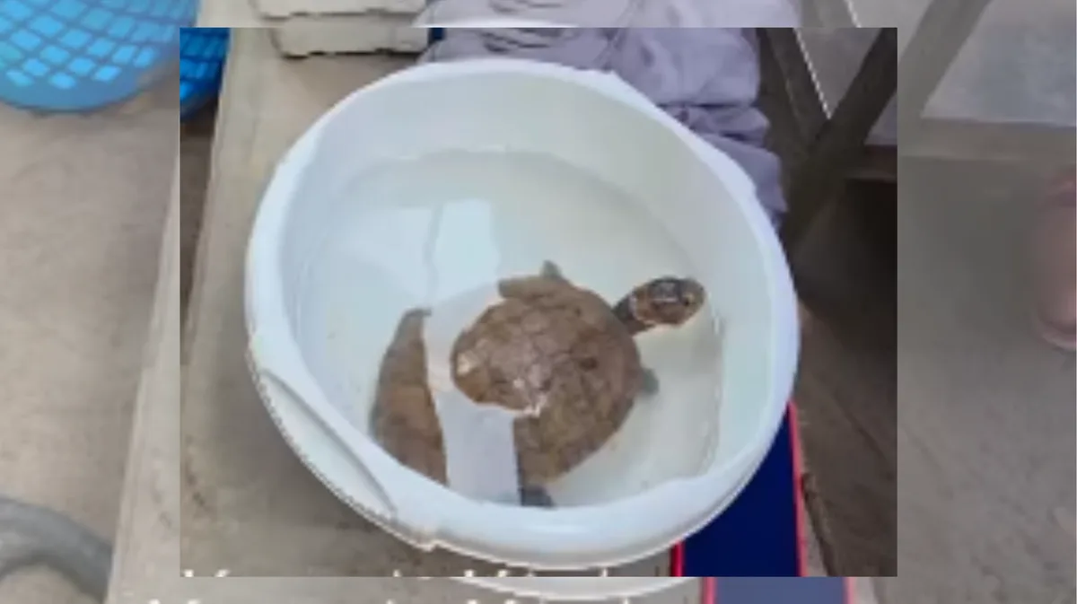 Hallaron una tortuga galápago entre los restos de un edificio colapsado por los terremotos en La Guaira