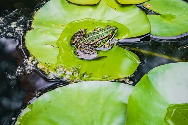 Frogs will love your garden if you follow RSPCA advice and place simple item outside
