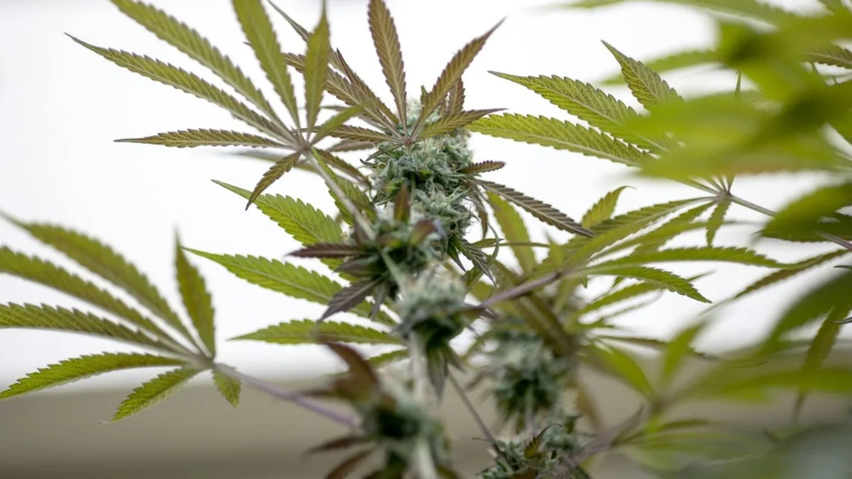 Ermittler entdecken illegale Cannabisplantage in Nordrhein-Westfalen