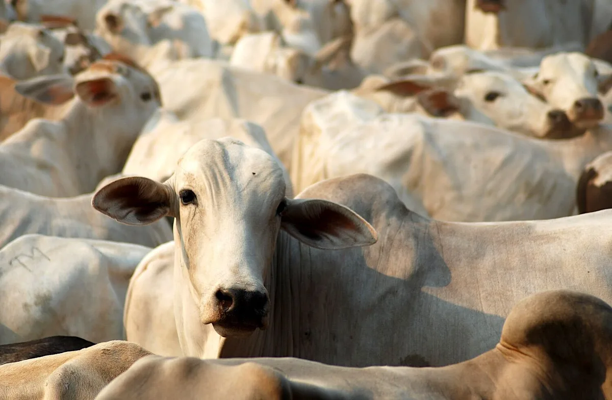 União Europeia suspende importações de carne brasileira