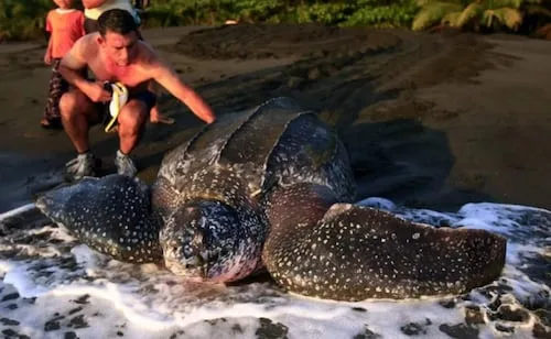 Tortuga baula vuelve a anidar en Panamá; no se registraban nidos desde 2017