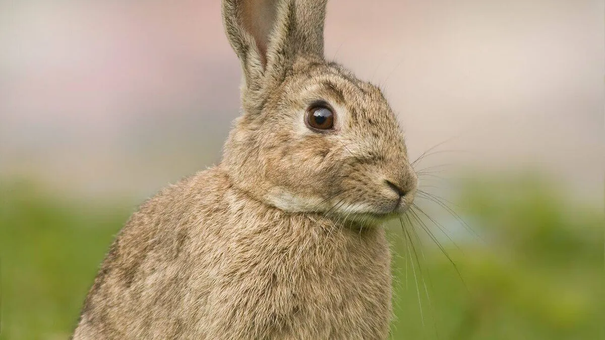 In 1937, Australian scientists released infected rabbits on an island to test a virus