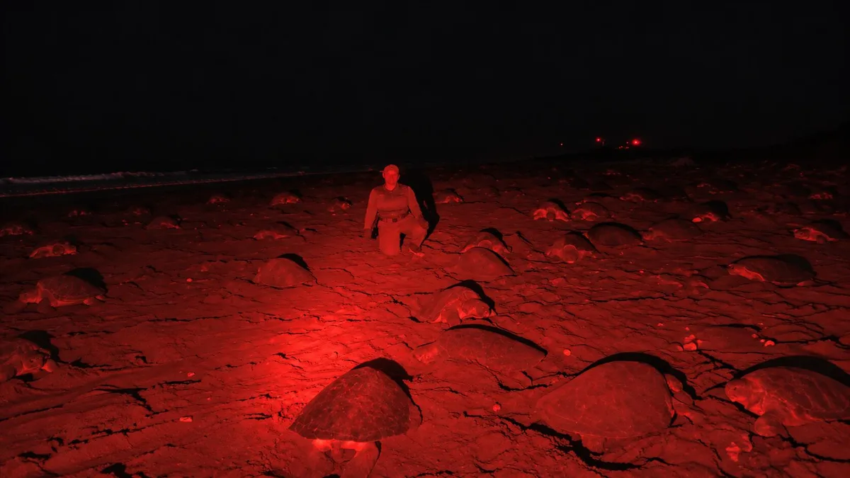 Más de 6,000 tortugas protagonizaron una arribada masiva en Panamá