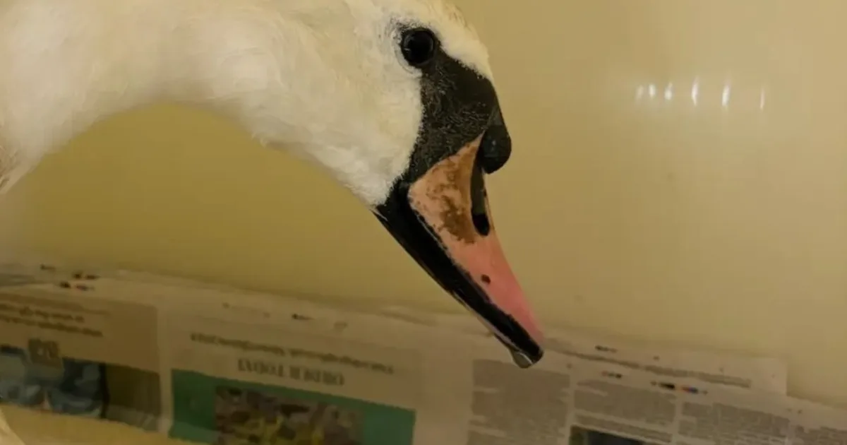 Un cisne rescatado que fue víctima de un acto de crueldad animal volvió a la naturaleza tras semanas de recuperación: "Fue liberado con éxito en su hábitat natural, donde pudo nadar libremente, alimentarse de forma natural y continuar su vida"